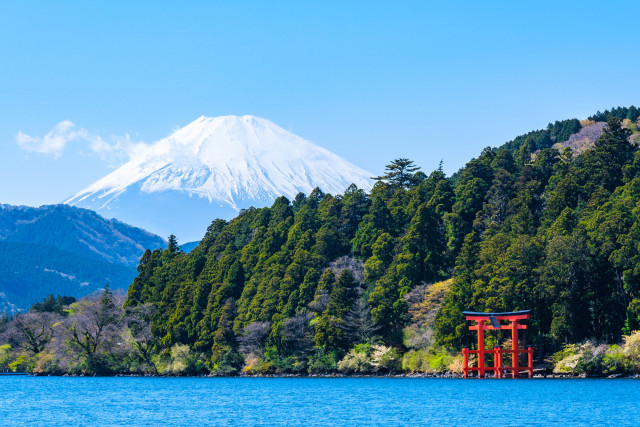 芦ノ湖周辺のヤマボウシ